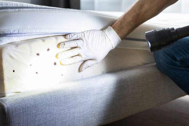 Trusted Three Forks, MT Pest Control Experts