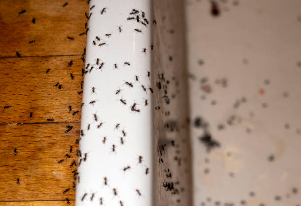 Best Best Pest Control Companies  in Three Forks, MT