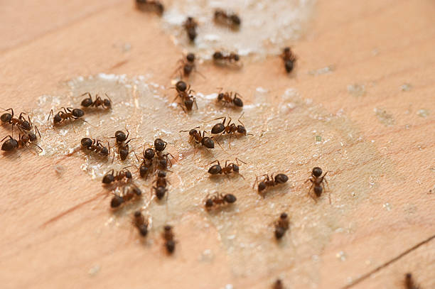 Best Affordable Pest Control Services  in Three Forks, MT