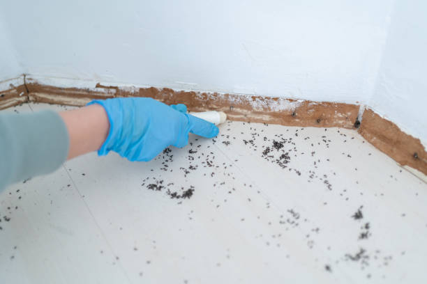Best Termite Control Services  in Three Forks, MT
