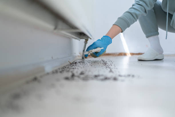 Best Pest Control for Homes  in Three Forks, MT